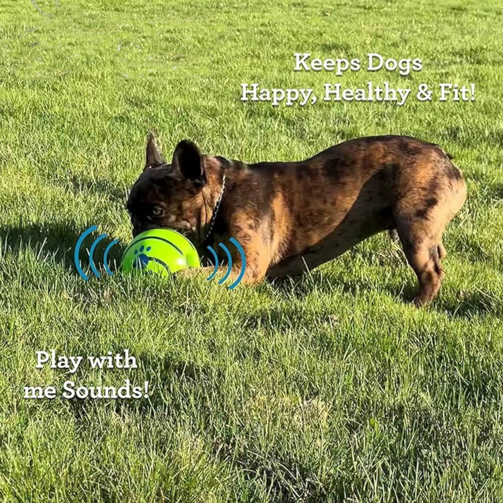 Pet Dog Ball Interactive Dog Toy Fun Sounds When Rolled or Shaken Pets Know Best as Seen on TV